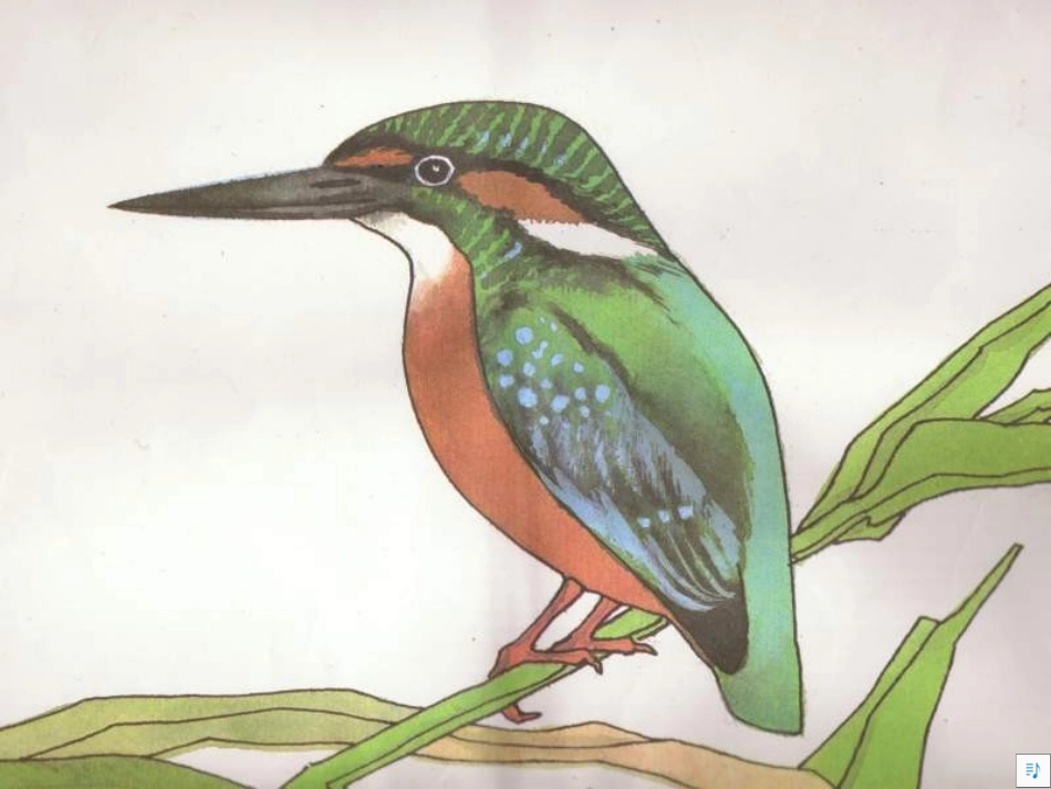 翠鸟课件 (3)_第2页