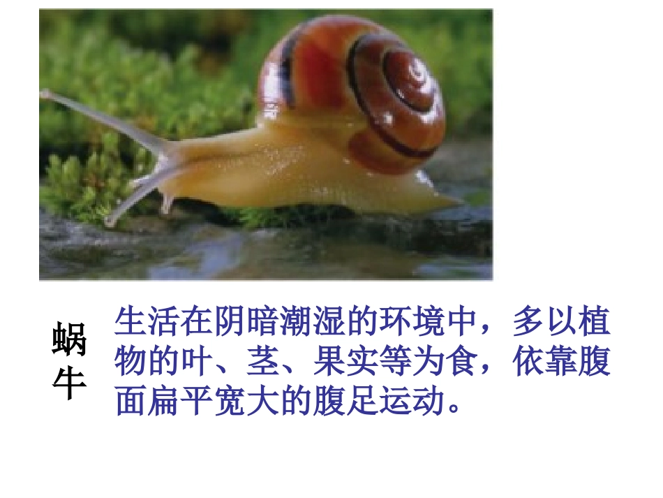 软体动物和节肢动物_第3页