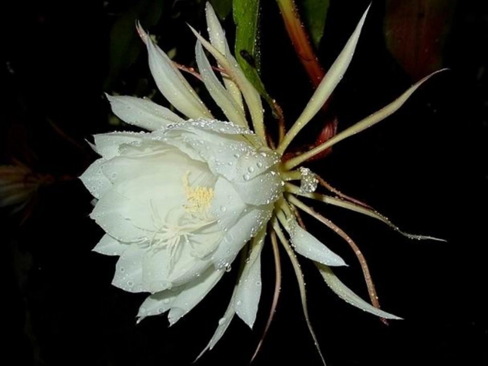 人教版小学数学五年级上册《小数除法的意义》PPT课件_第2页