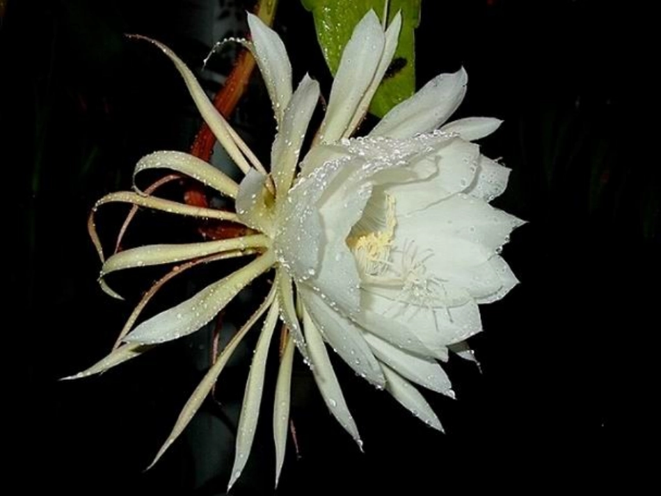 人教版小学数学五年级上册《小数除法的意义》PPT课件_第3页