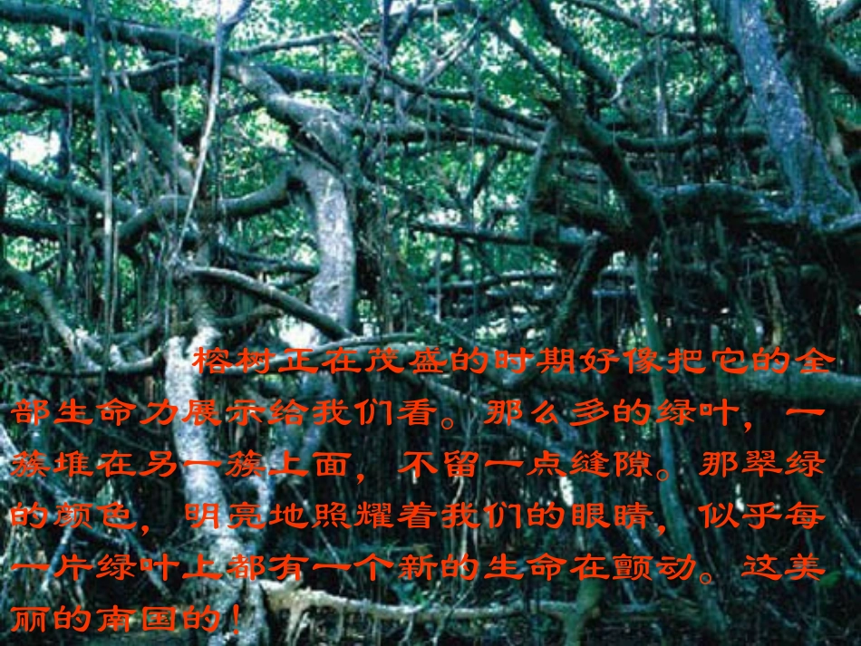 鸟的天堂 (2)_第3页