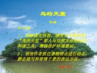 鸟的天堂 (2)