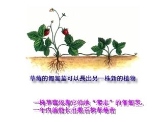 奇妙的克隆（正版）