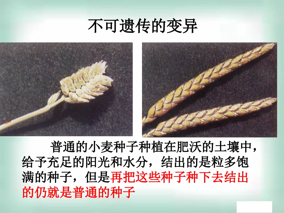 高中生物《51基因突变和基因重组》课件新人教版必修2_第3页