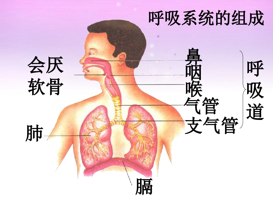 《呼吸道对空气的处理》课件3_第2页