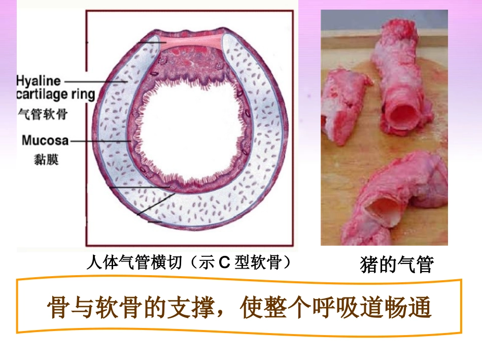 《呼吸道对空气的处理》课件3_第3页