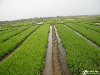 苏教版三年级语文《小稻秧脱险记》课件