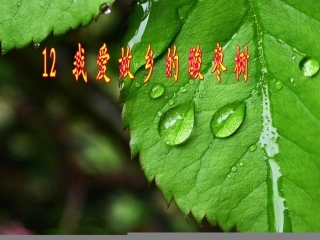 《我爱故乡的酸枣树》课件
