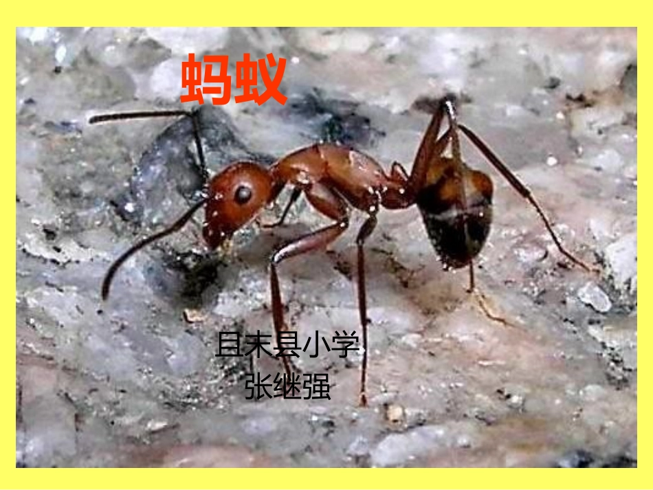 教科版科学三上《蚂蚁》PPT课件_第1页