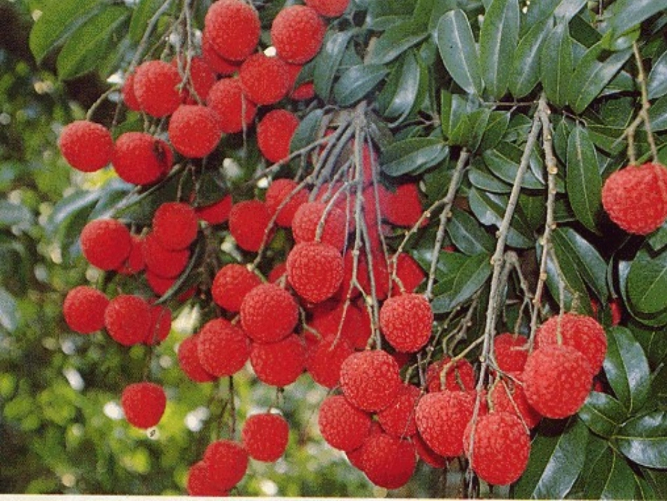 《南州六月荔枝丹》_第3页