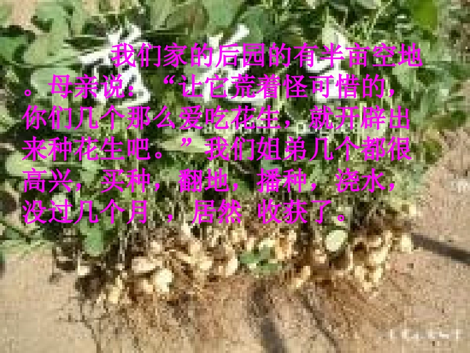 《落花生》课件 (5)_第3页