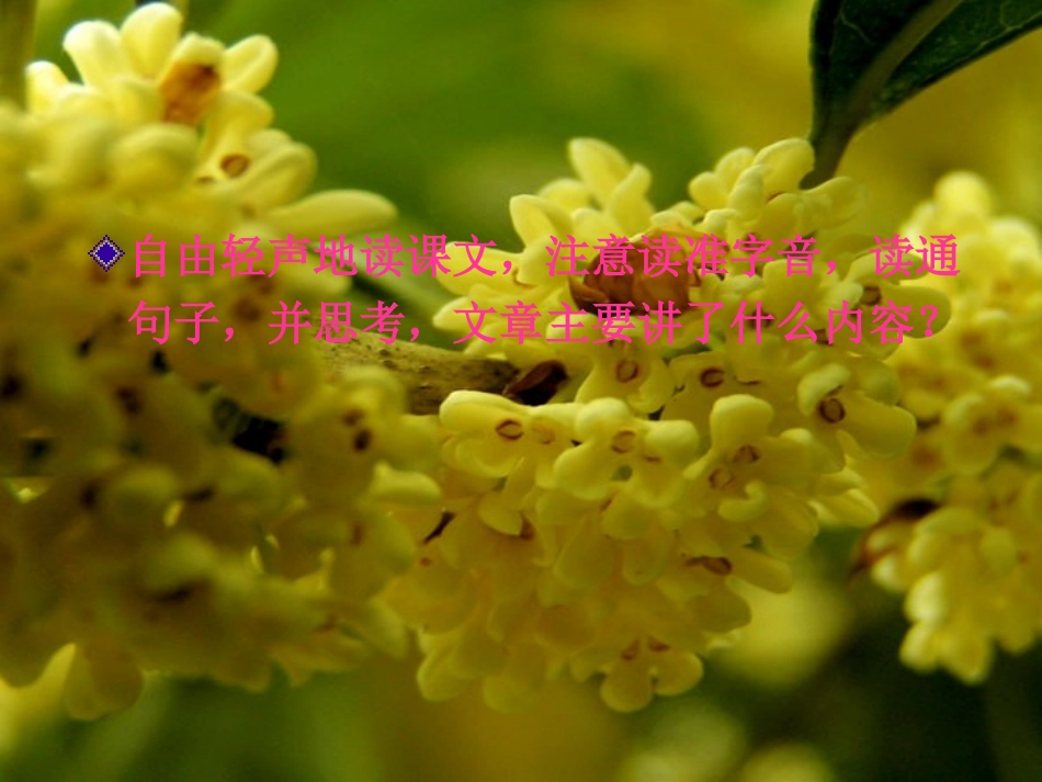 《桂花雨》课件2[1]_第2页