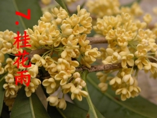 《桂花雨》课件2[1]