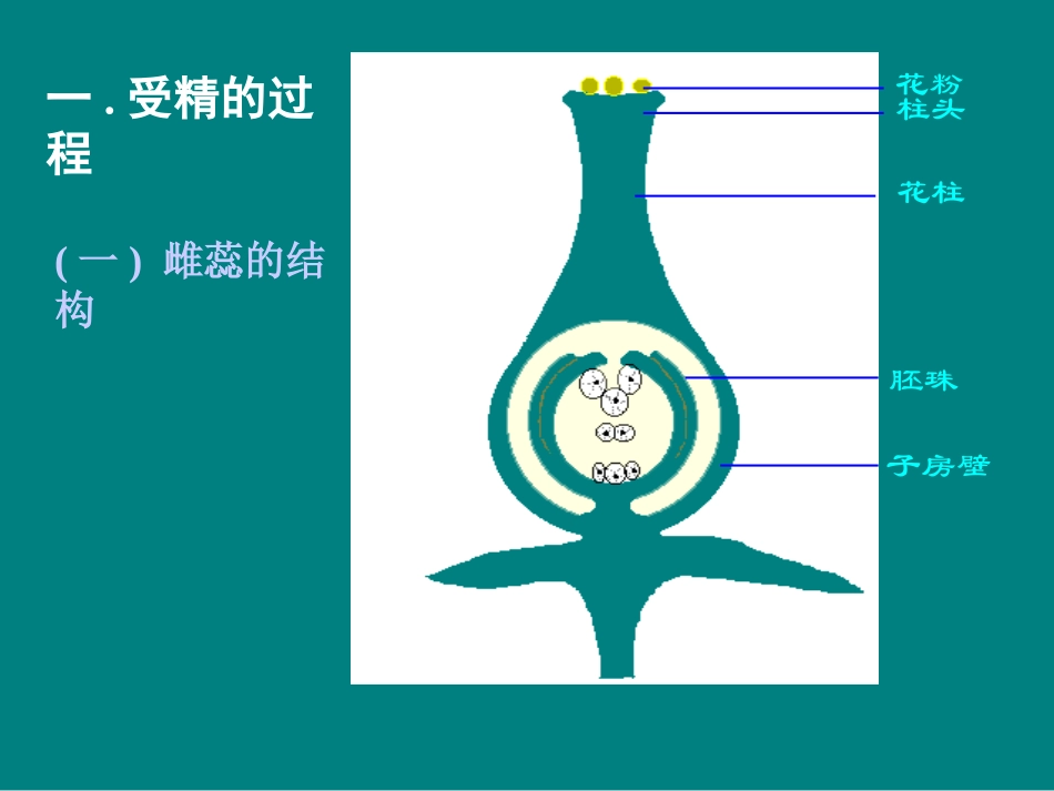 果实和种子的形成2_第2页