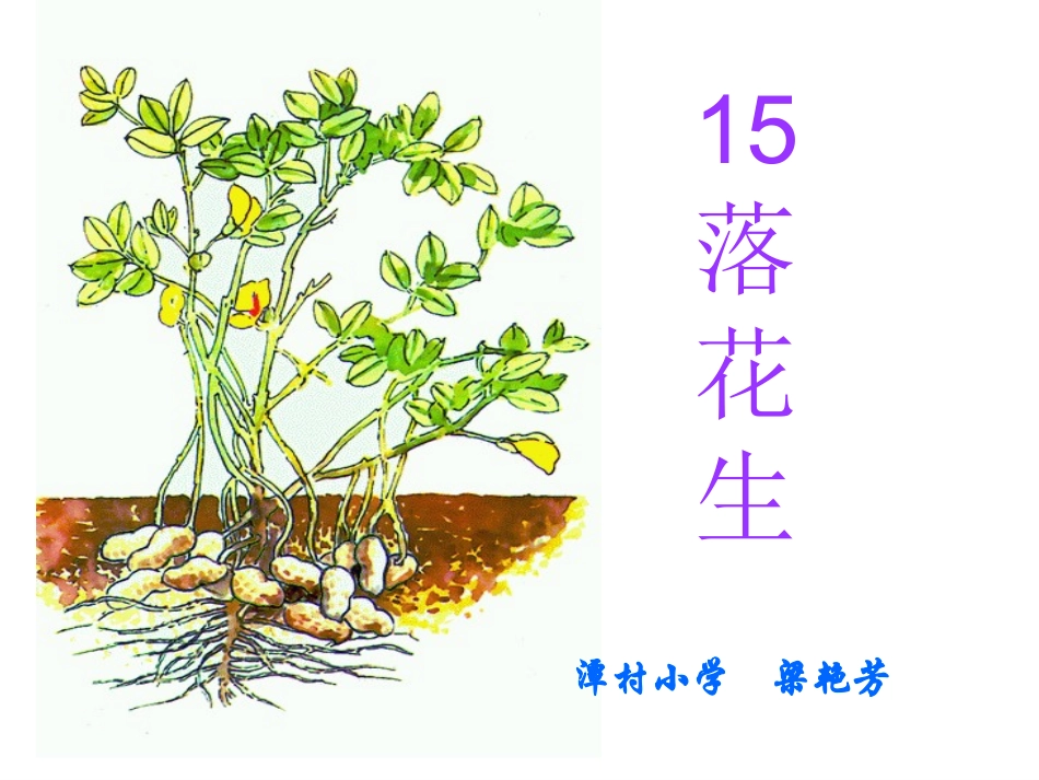 小学语文五年级15课《落花生》教学课件_第1页
