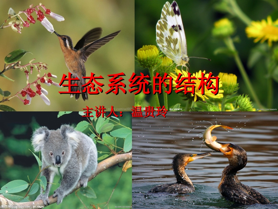 生态系统的结构_第1页