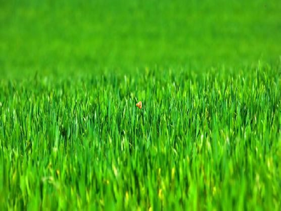 小草之歌课件[1](1)_第3页