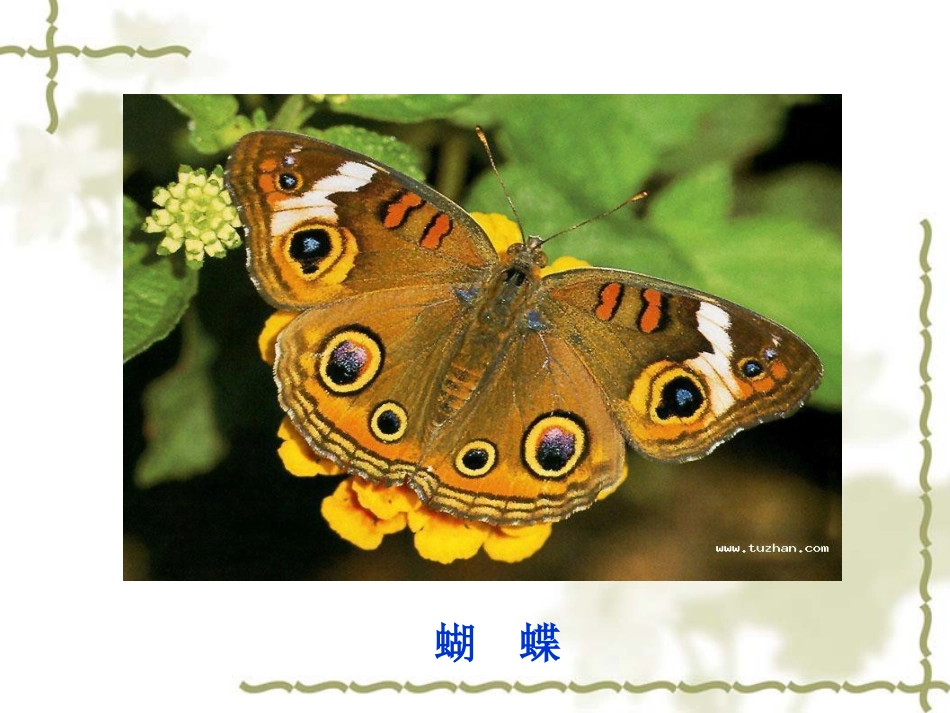 大自然的语言优质课件_第3页