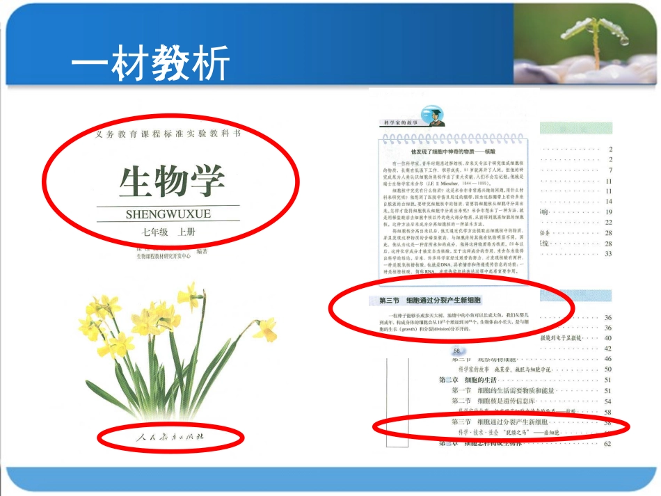 说课课件--人教版七上第二章第一节细胞分裂产生新细胞（共25张PPT）_第3页