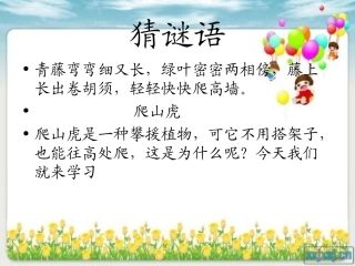 《爬山虎的脚》课件 (4)