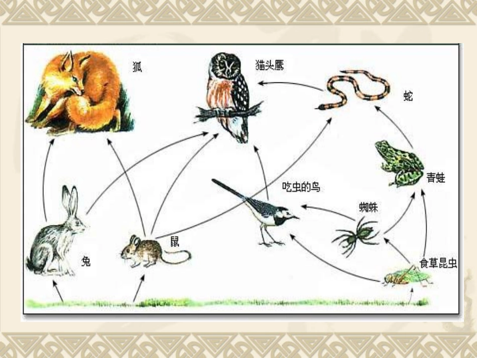 教科版科学五年级下册《维护生态平衡》PPT课件[1]_第3页