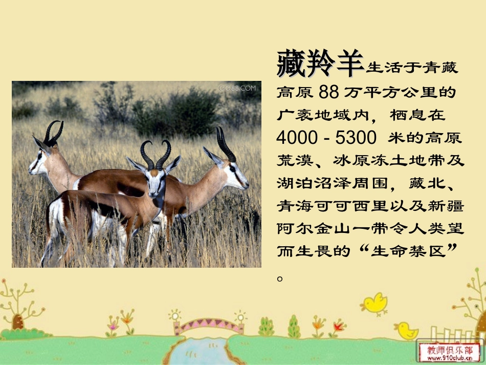 藏羚羊跪拜_课件 (2)_第3页