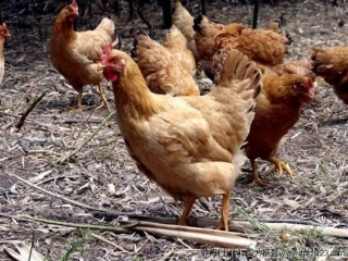 小学四年级语文上册《母鸡》PPT课件