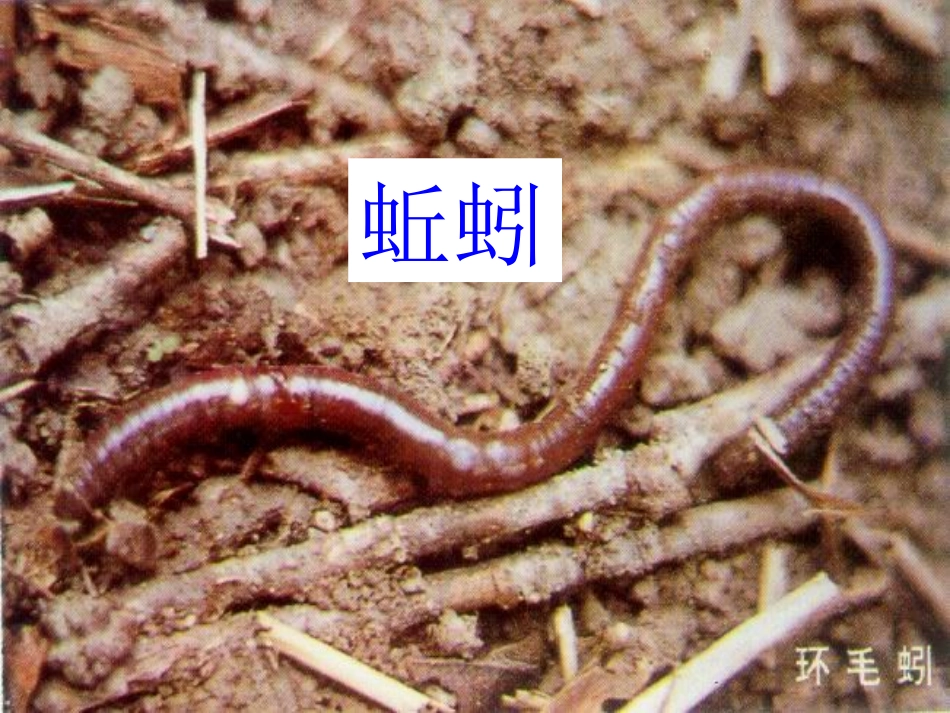 小学语文一年级下册识字四 (2)_第3页