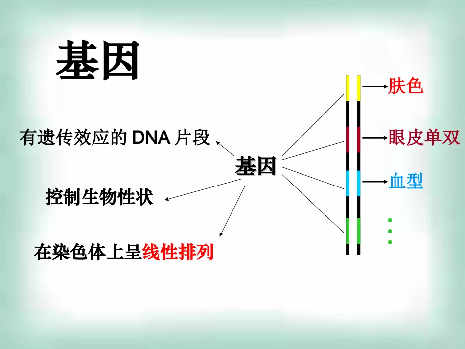 高中生物《41基因指导蛋白质的合成》课件新人教版必修2_第2页