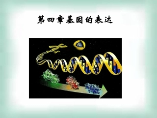 高中生物《41基因指导蛋白质的合成》课件新人教版必修2