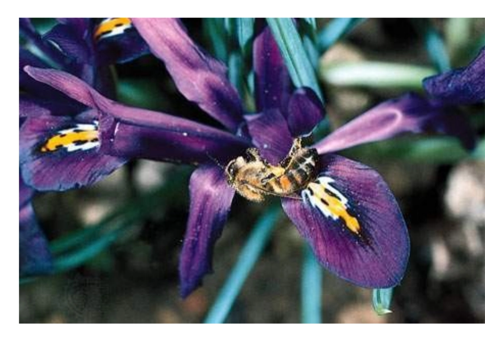 人教版三年级语文上册14《蜜蜂》PPT课件_梁润兴_第2页