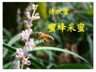 人教版三年级语文上册14《蜜蜂》PPT课件_梁润兴