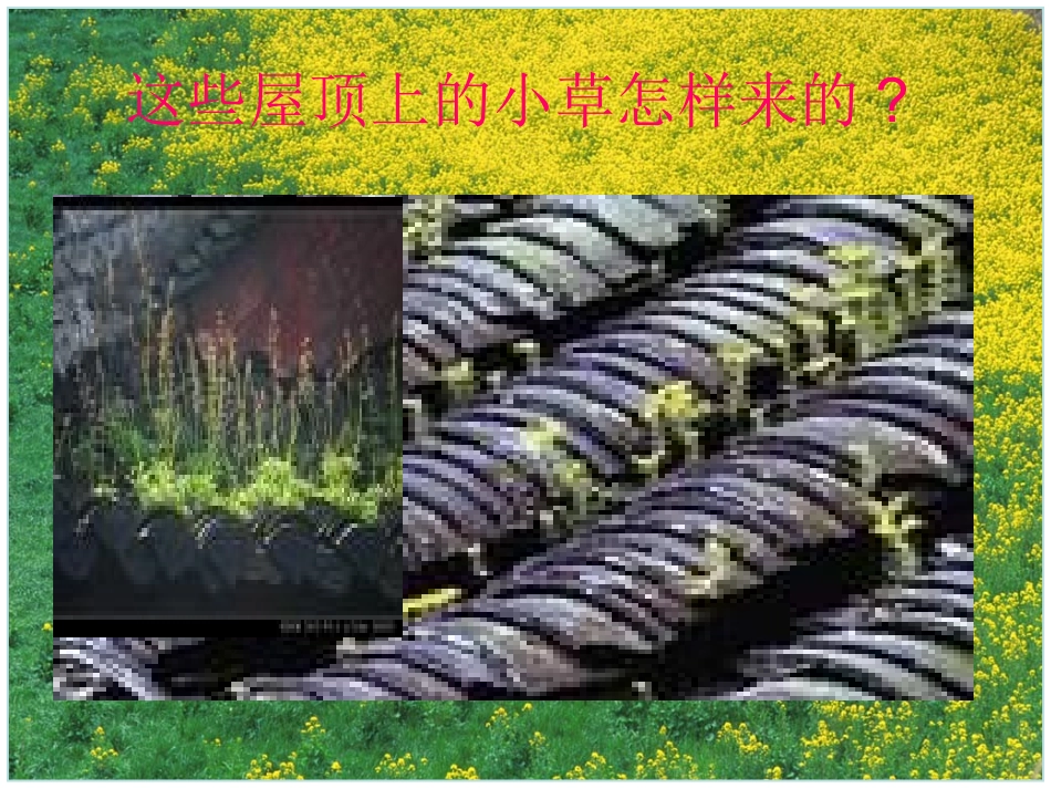 把种子散播到远处_第2页