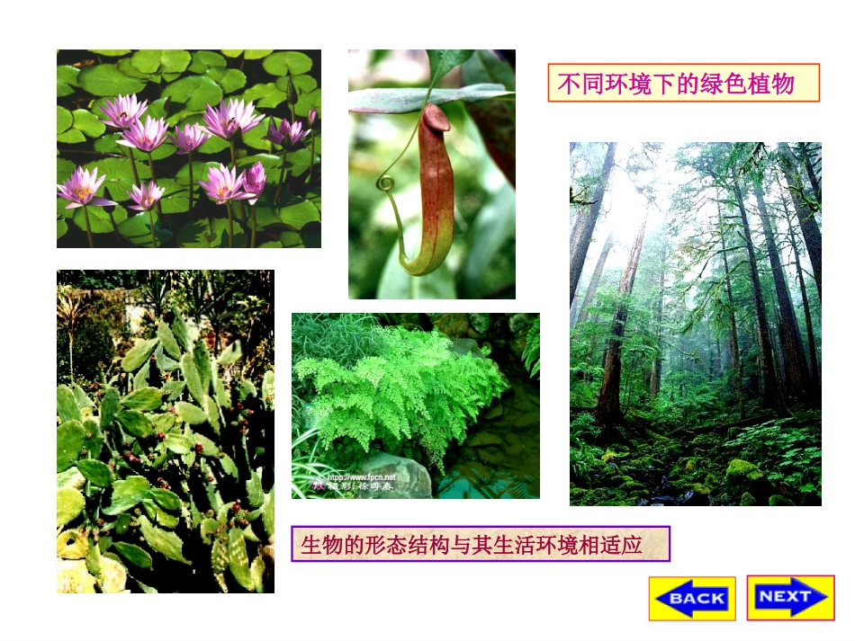 苔藓、藻类、蕨类植物--课件_第2页