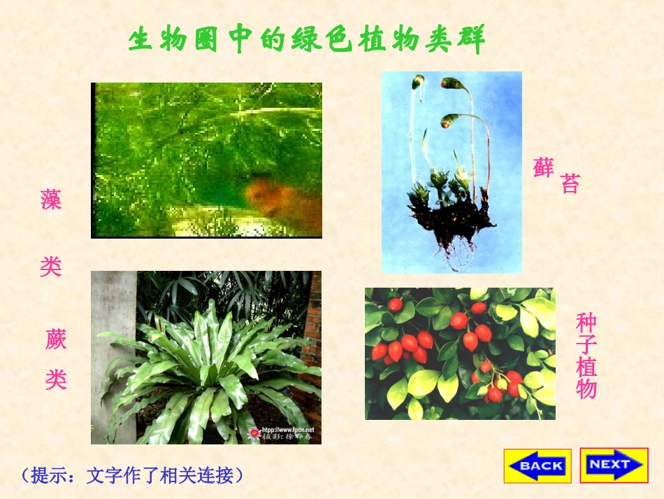 苔藓、藻类、蕨类植物--课件_第3页
