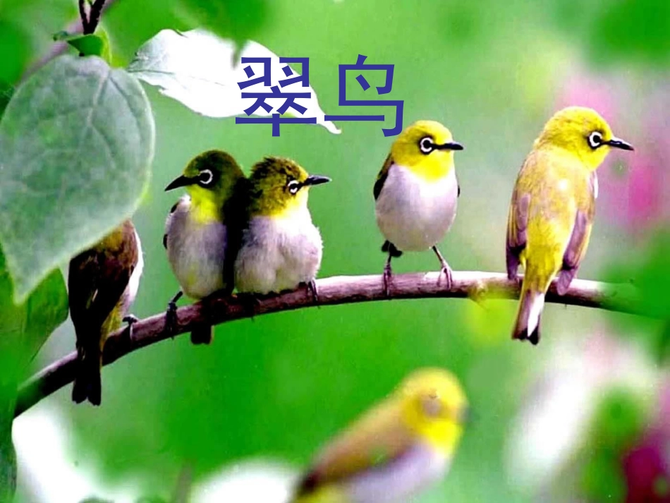 《翠鸟》课件 (2)_第2页
