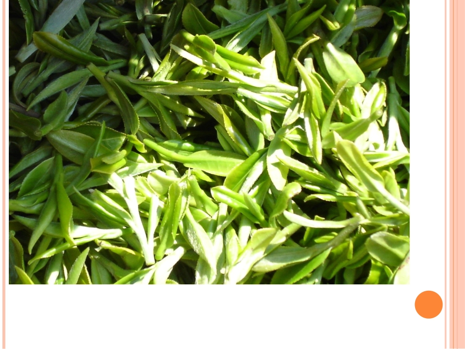 中国茶文化PPT_第1页