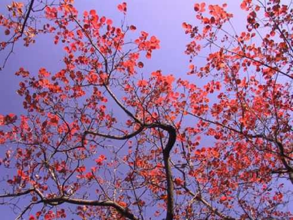 人教版小学语文二年级上册《蓝色的树叶》PPT课件_第3页