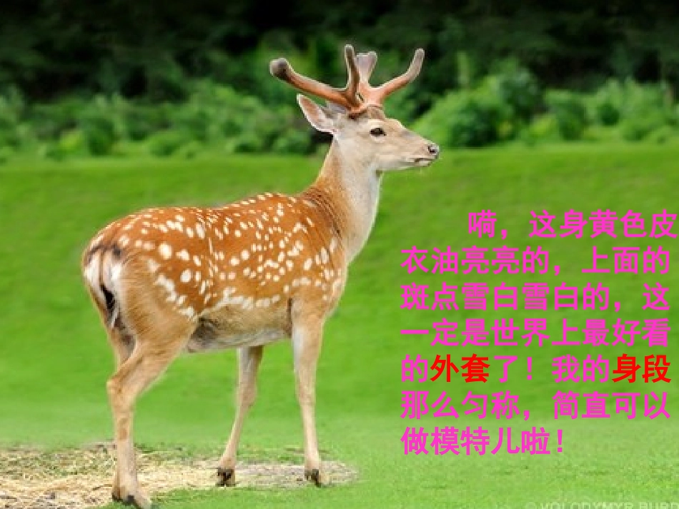 爱美的梅花鹿 (2)_第3页