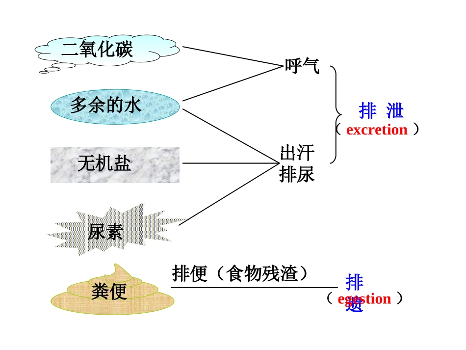 尿的形成与排出_第3页