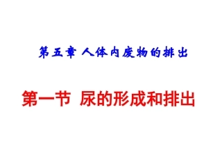 尿的形成与排出