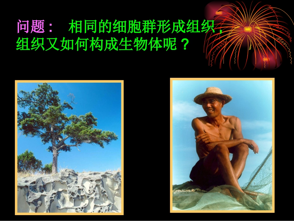 北师大版生物体的器官系统_第2页