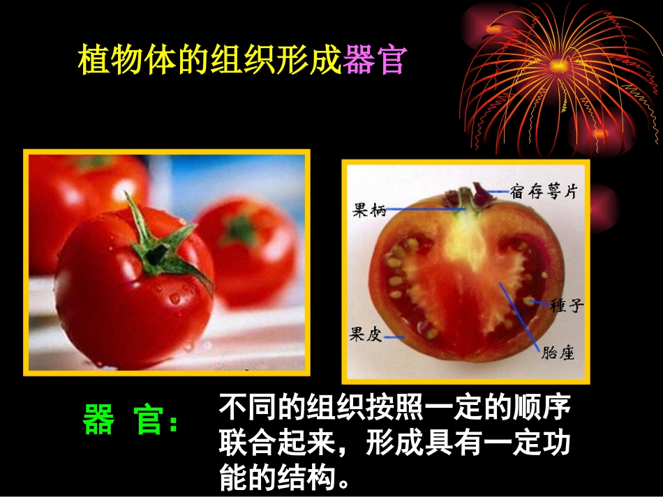 北师大版生物体的器官系统_第3页