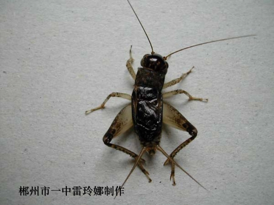 《蟋蟀在时报广场》课件_第1页