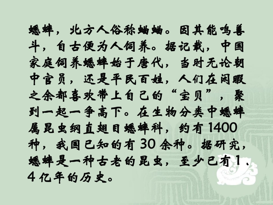 《蟋蟀在时报广场》课件_第2页