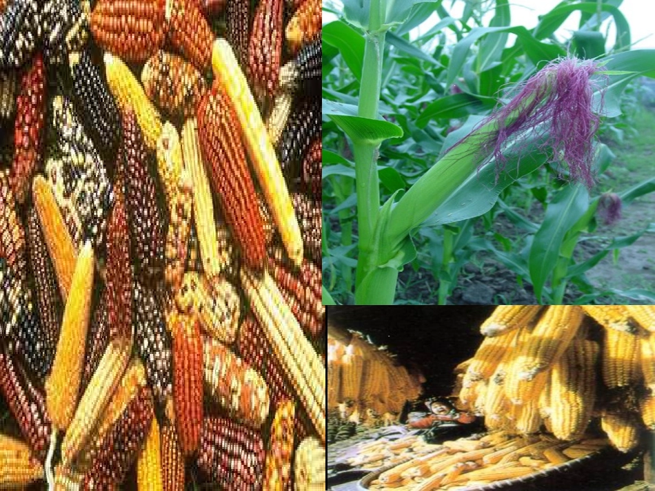 生物：杂交育种与诱变育种_第3页