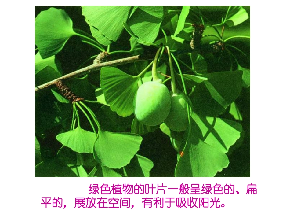 植物光合作用的场所_第2页