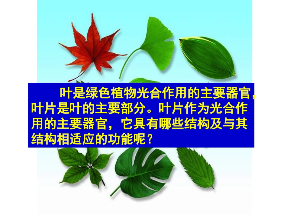 植物光合作用的场所_第3页