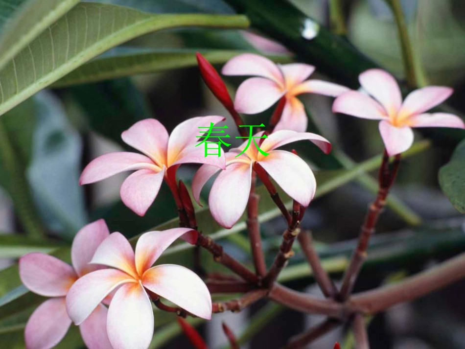 小学音乐《嘀哩嘀哩》课件_第2页