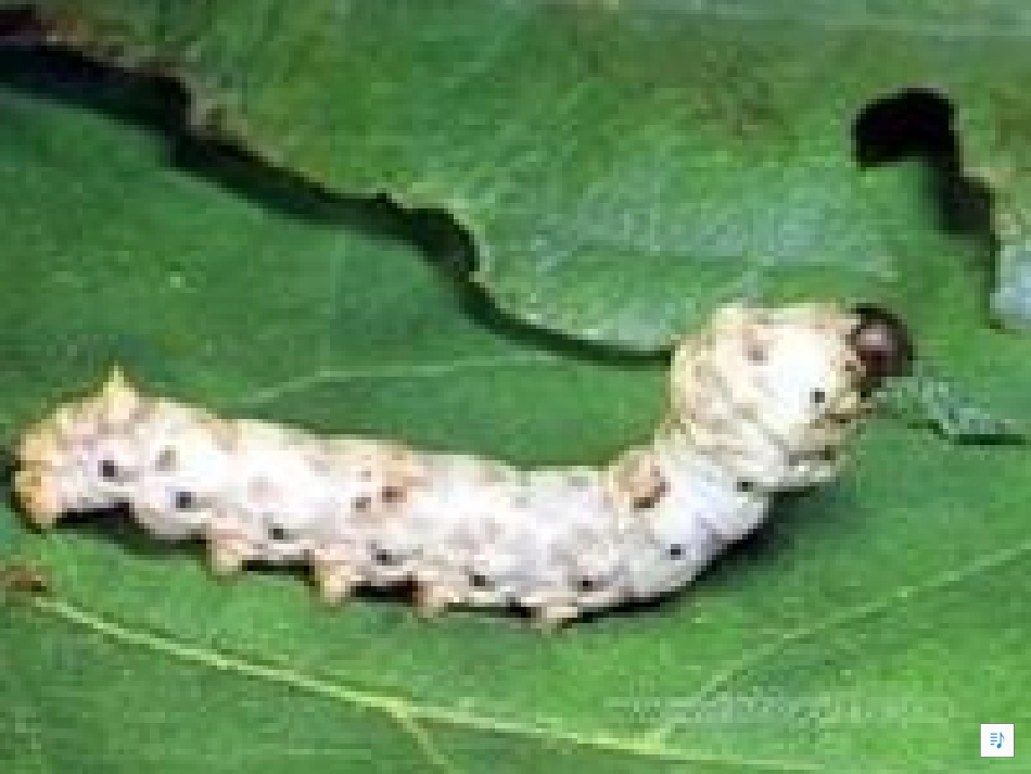 鄂教版小学科学五年级下册《多彩的生命》课件4_第3页